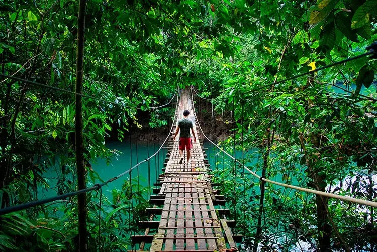 Drake Bay rainforest 2