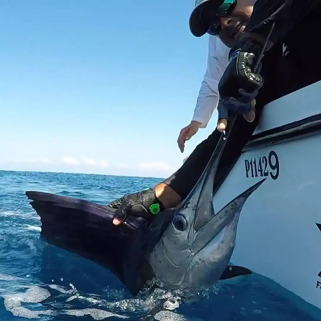 Fish Sailfish Costa Rica