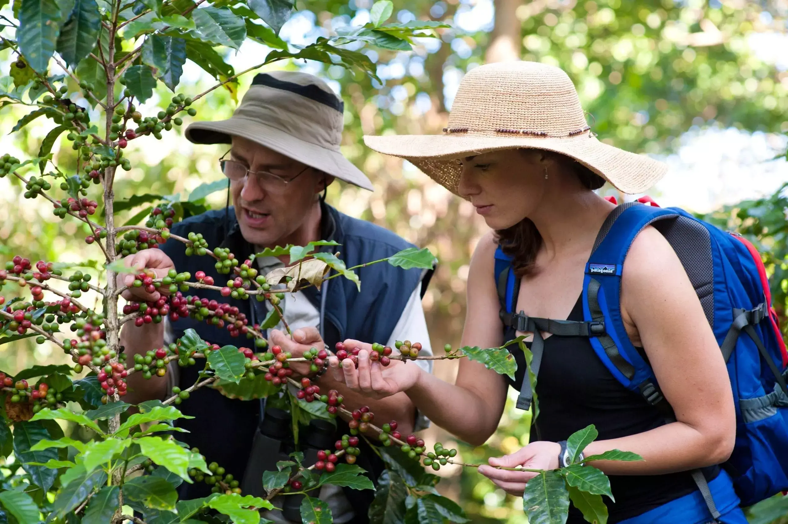 Guest picking coffee tour