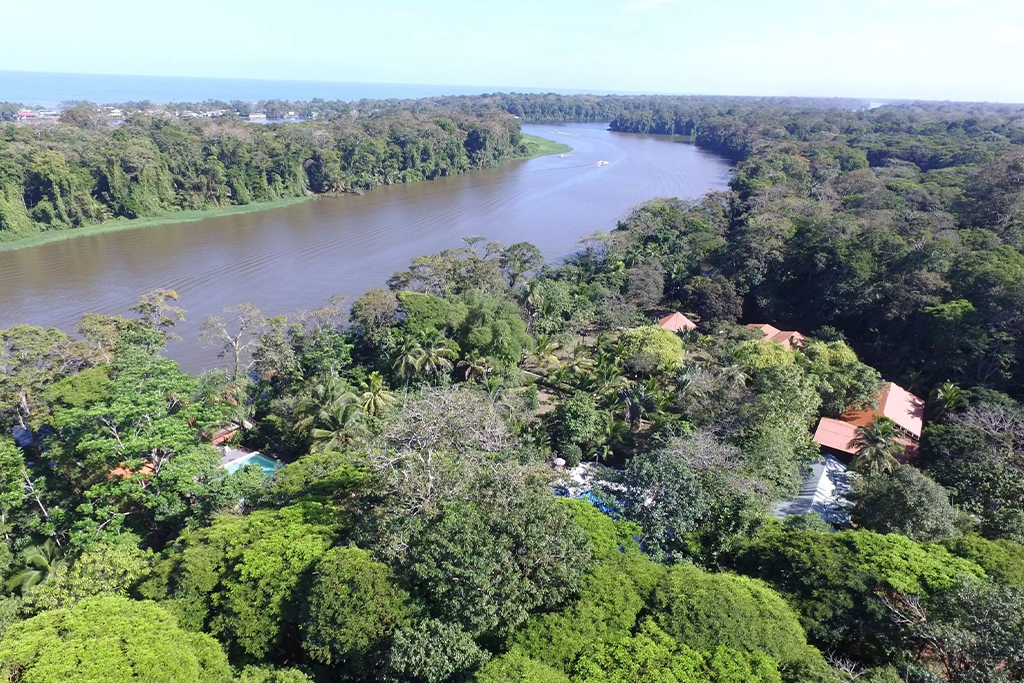 Pachira