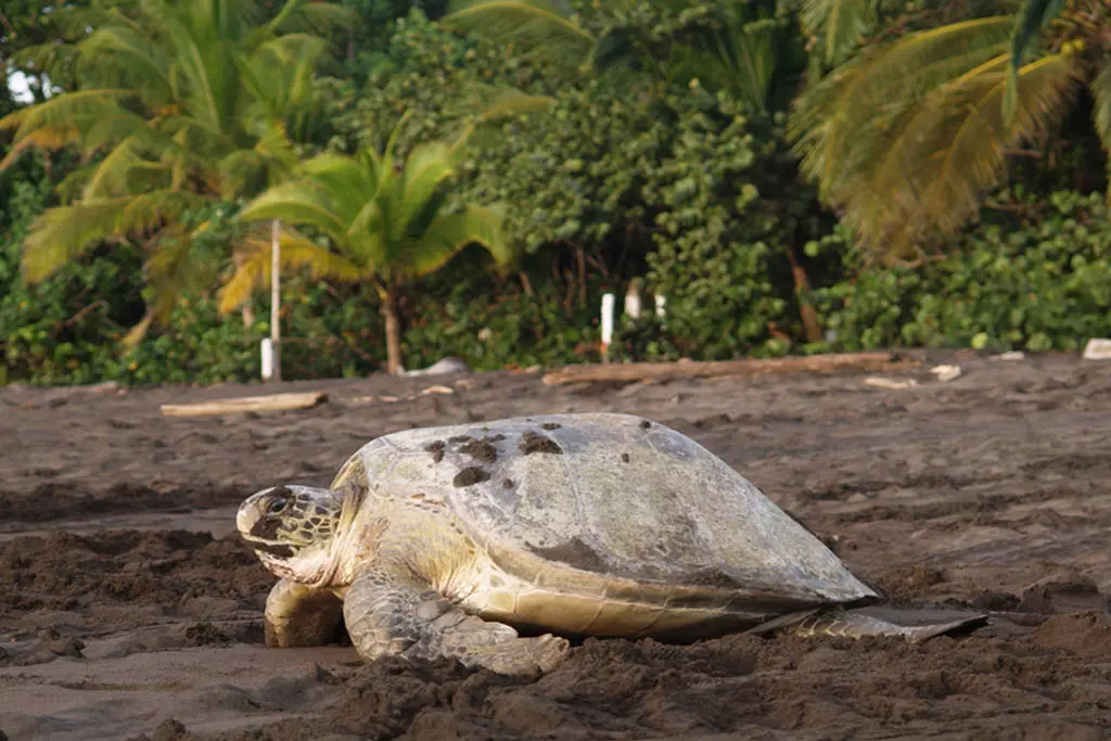 The sea turtle is one of the many turtle species that lay their eggs in Tortuguero 1 1