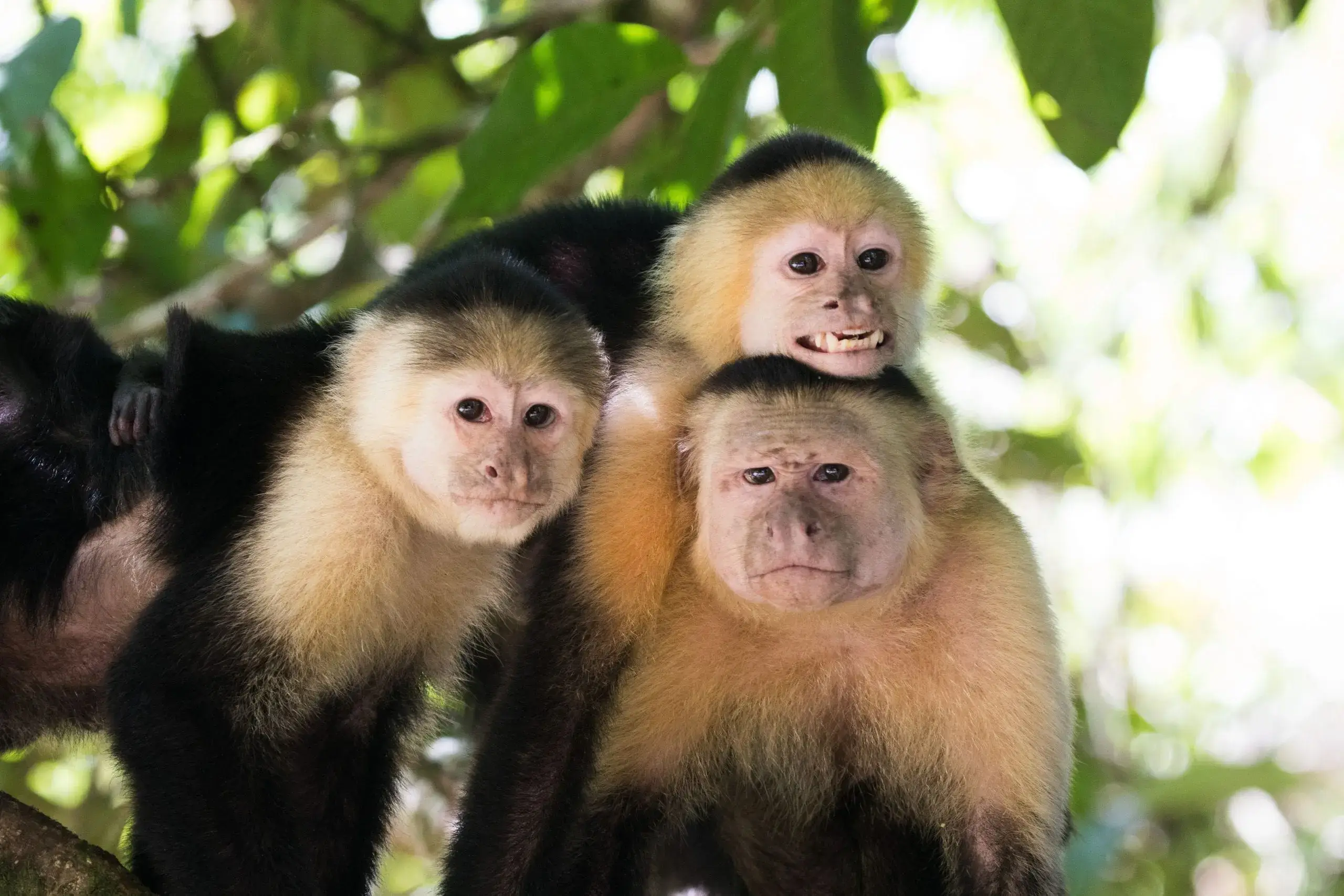 White faced Monkeys 1