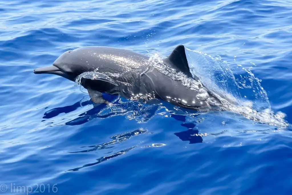 Dolphin