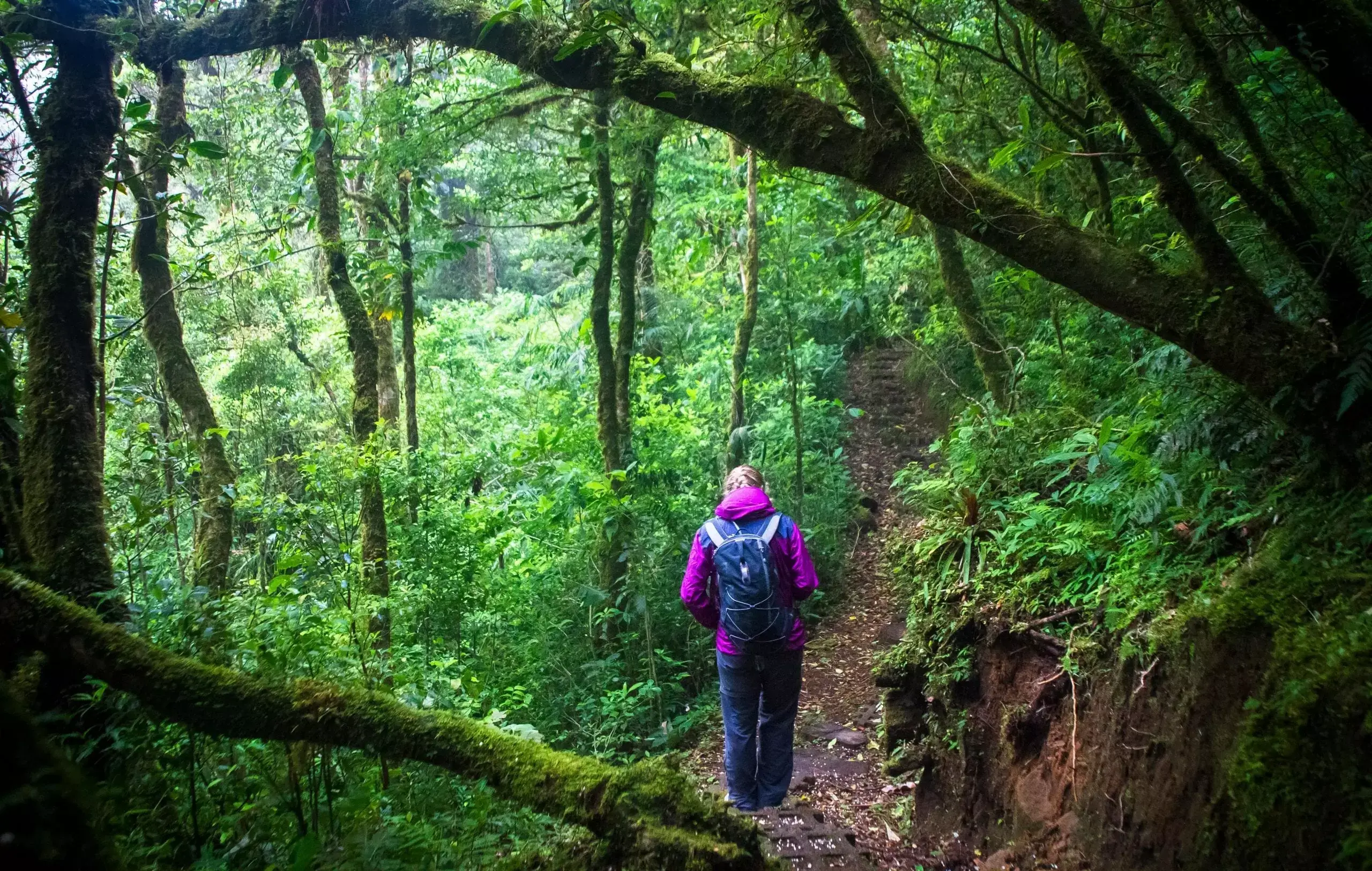 Hike in Arenals rainforest