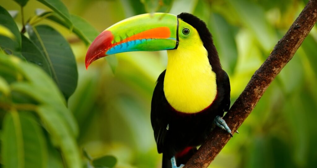 En vacker Tukan i Costa Rica.